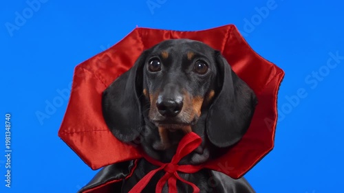A dachshund dog draped in a dramatic Dracula cape holds an innocent gaze that fools nobody, the most dangerously adorable vampire ready for any Halloween scene.