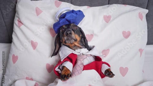 A dachshund dog in full office attire takes the most dramatic sick day ever, ice pack on head and tie still on, the ultimate relatable Monday morning energy.