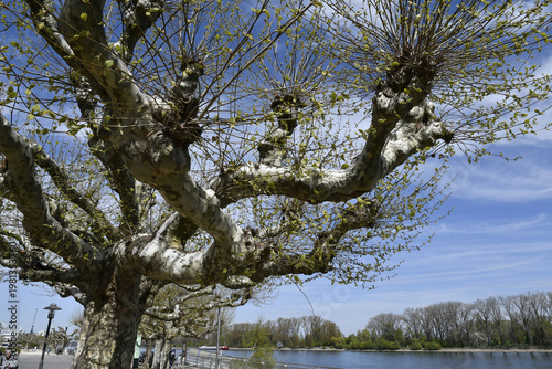 Wallpaper Mural frühling Torontodigital.ca