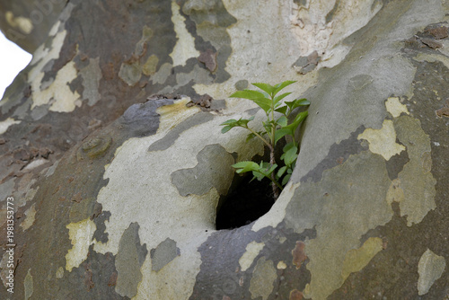 Wallpaper Mural frischer trieb Torontodigital.ca