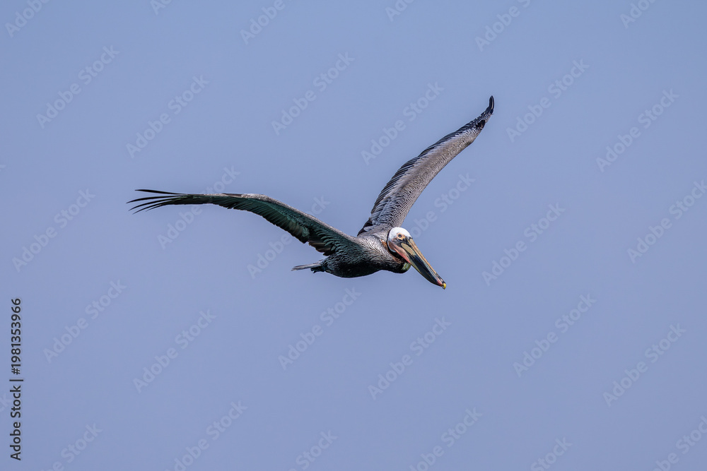 Fototapeta premium Brown pelican soaring with wings spread against a clear blue sky