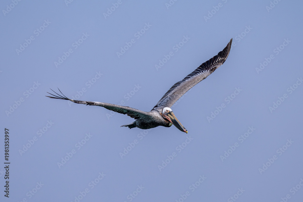 Obraz premium Brown pelican soaring with wings spread against a clear blue sky