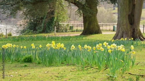 Yellow spring time daffodils swaying in the breeze located in a lush green public park