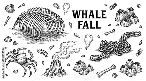 Whale Fall Ecosystem Vector Illustration Featuring Whale Skeleton and Deep Sea Marine Life on Black Background