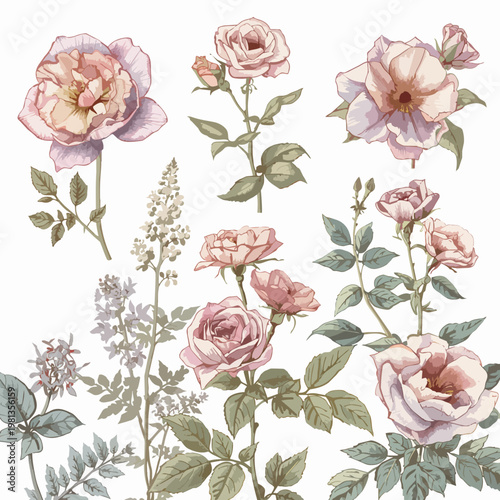Set of hand-drawn blooming roses and wildflowers in vintage botanical vector style with pastel fills isolated on white