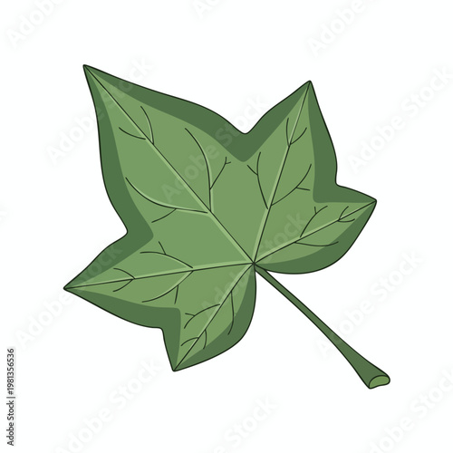 Fresh Green Maple Leaf for Nature or Botanical Themes