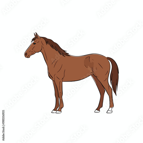 Healthy Brown Horse Standing in a White Background