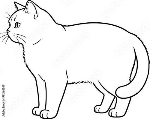 vector illustration of a british shorthair cat