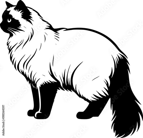 vector illustration of a ragdoll cat