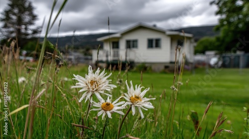 Wild daisies bloom prominently in tall grass before a small dwelling under an overcast sky