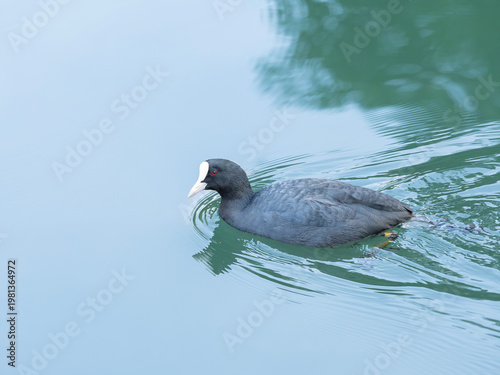 Tableau sur toile Eurasian coot