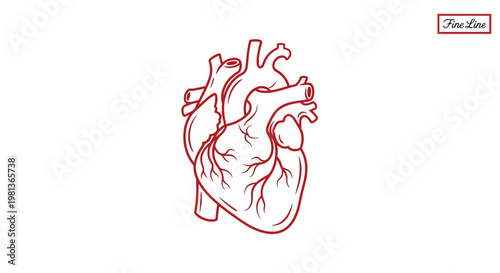 Anatomical Heart Outline with Vascular Lines Icon Human Biology. transparent.