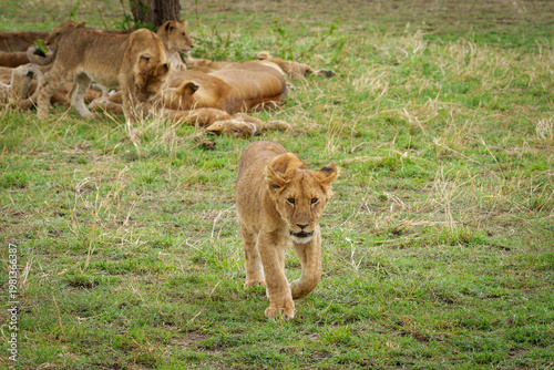Young lion cub walks through across green grass in African savanna.