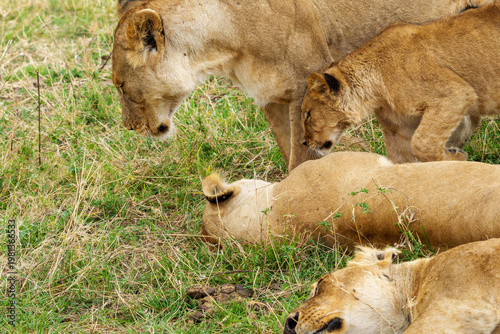 Pride of African Lions Resting in the Grass closeup in Serengeti National Park.