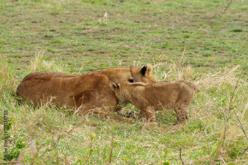 A tender moment of interaction of Mother Lion and Cub Resting in the Grass of the Serengeti