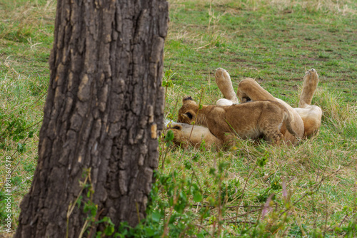 A tender moment of interaction of Mother Lion and Cub Resting in the Grass of the Serengeti