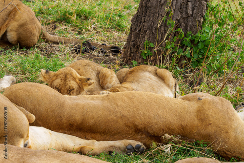 A pride of African lions, panthera leo,including adult lionesses and young suckling cubs.