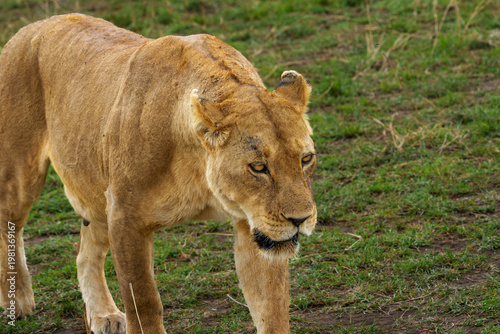 Wild lioness captured mid-stride, moving across the green grasses of the African savannah, Serengeti National park.