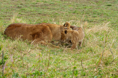 A tender moment of interaction of Mother Lion and Cub Resting in the Grass of the Serengeti