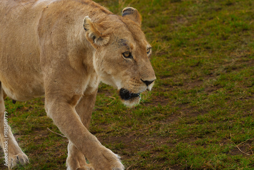 Wild lioness captured mid-stride, moving across the green grasses of the African savannah, Serengeti National park.