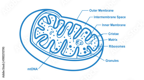 Detailed 3D illustration of mitochondrion structure with labeled components in blue scientific diagram