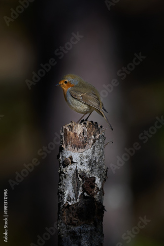 Moody Nordic Robin Perched on Tree Stump in Dark Atmospheric Forest