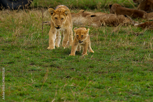 Two adorable  lion cub siblings of different ages interact in the wild African savanna. The smaller cub in the foreground looks directly at the camera