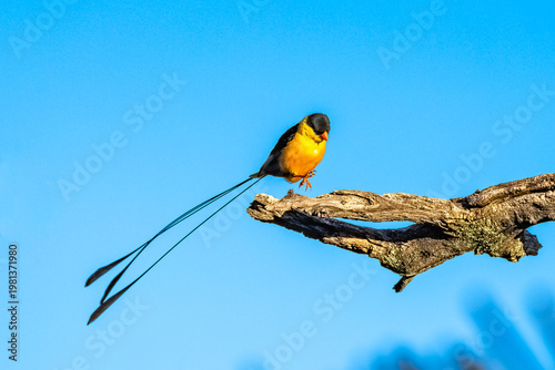 Shaft-tailed Whydah, colorful bird with a long tail
