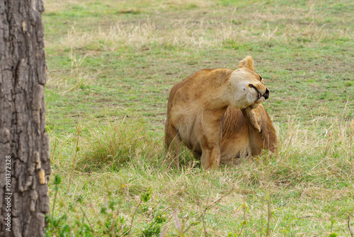 Captivating Lioness Grooming in the Serengeti