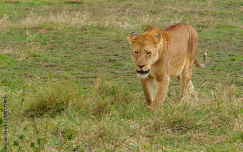 Majestic Lioness Walking in African Serengeti Savannah Grass