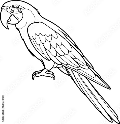 vector illustration of a parrot