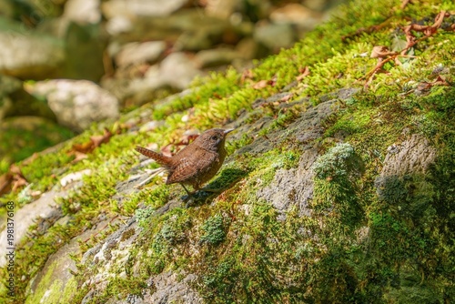 苔の生えた岩の上に佇むミソサザイ 野生動物の自然な姿