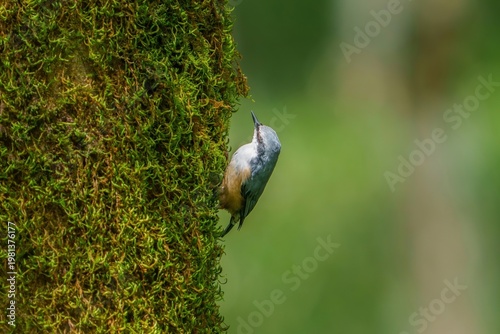 苔の生えた木の幹に止まるゴジュウカラ 野生動物のクローズアップ
