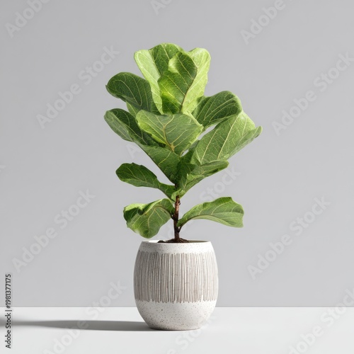 A Fiddle Leaf Fig Plant in a Modern Ceramic Pot.