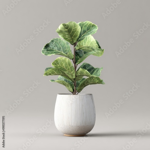 Fiddle Leaf Fig Plant in a Modern White Pot.