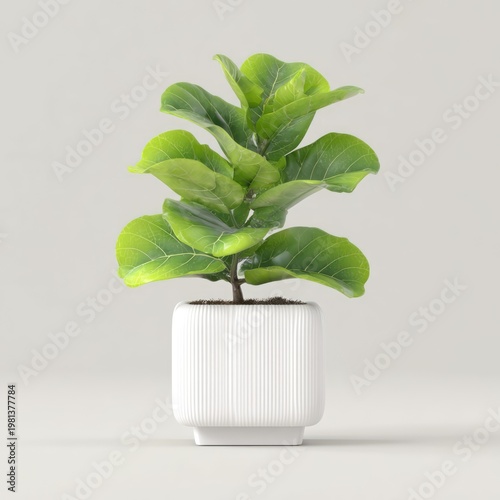A Small Fiddle Leaf Fig Plant in a White Pot.