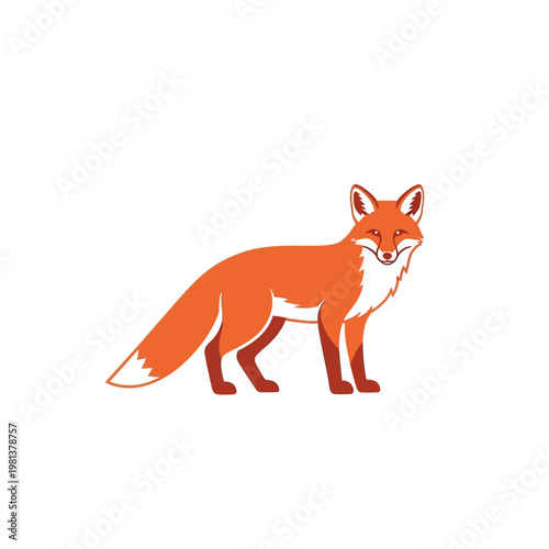 Cute orange fox illustration on white background, symbolizing nature and wildlife