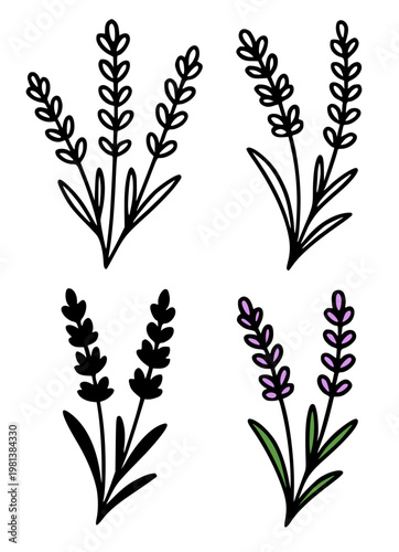 Lavender set of illustration icons, in outline, silhouette and colored styles, for floral and plant themed designs or clipart