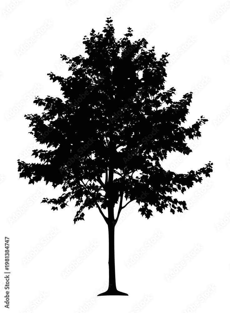 Fototapeta premium PNG Silhouette of a tall tree.
