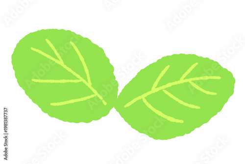 Bright Green Mint Leaves Illustration