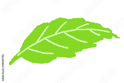Curved Single Mint Leaf Vector