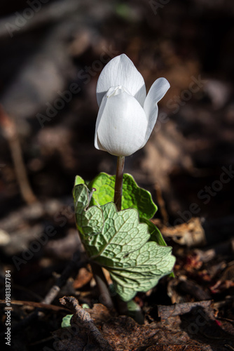 bloodroot white spring ephemeral flower with single leaf wrapped around it ready to bloom