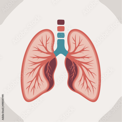 Human lungs anatomy illustration with trachea and bronchi