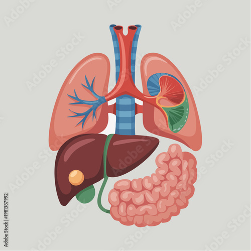 Human internal organs anatomy illustration