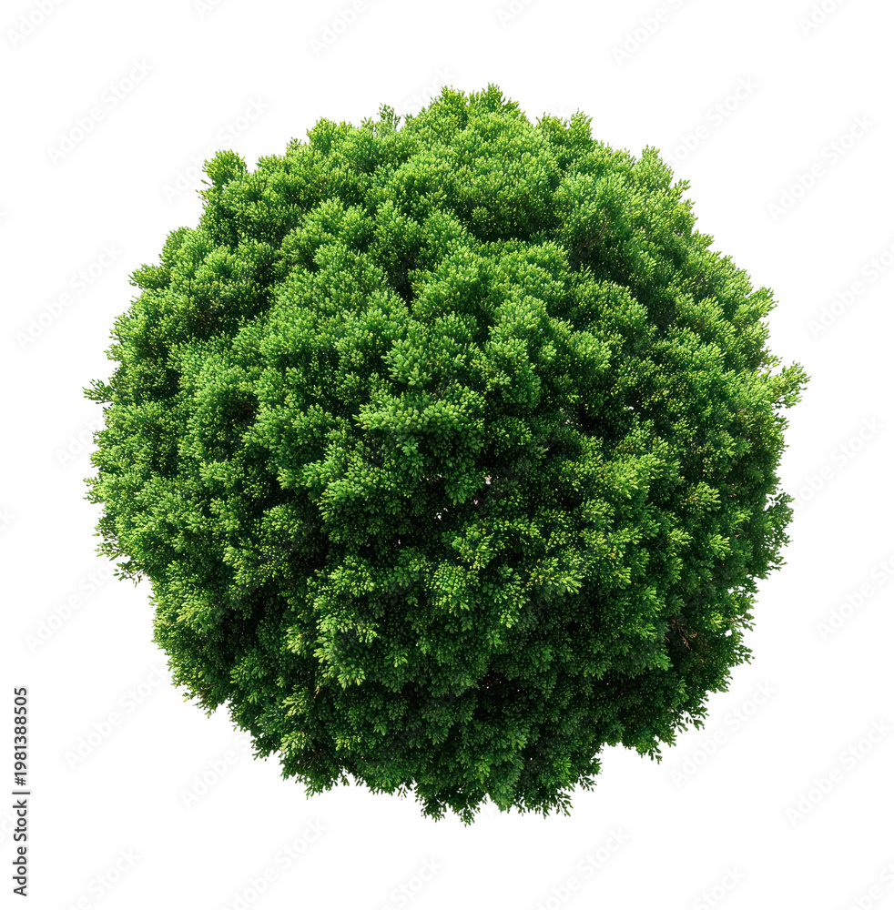 Fototapeta premium PNG Lush spherical green tree top