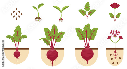 Beetroot Life Cycle Growth Stages Vector Illustration, Flat Style Agricultural Plant Development Process with Seeds, Sprouts, and Mature Root Vegetables for Farming Education