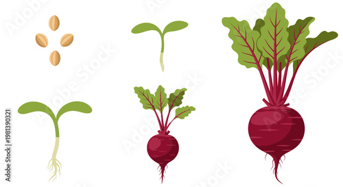 Beetroot Growth Stages Vector Illustration, Plant Life Cycle from Seed to Mature Vegetable, Flat Design Graphic for Agriculture and Gardening Concepts
