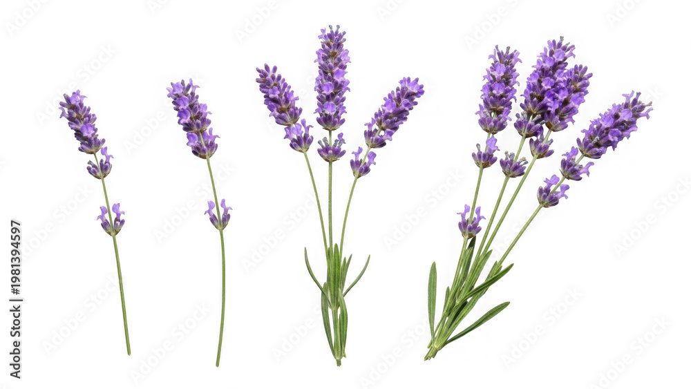 Obraz premium Collection of lavender flowers isolated on transparent background