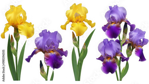 Vibrant iris flowers in yellow and purple isolated on transparent background