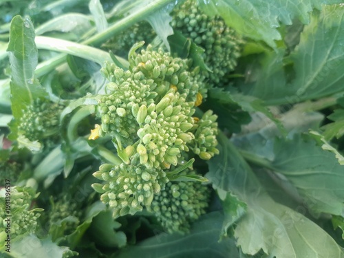 Photos Broccoli rabe Leaf vegetables with flowers bud